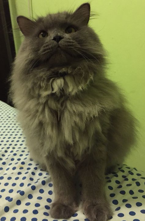 Gray Persian cat Persian Cat Grey, Gray Persian Cat, Grey Persian Cat, Persian Cats, Ineffable Husbands, Adorable Cats, Persian Cat, Baby Cats