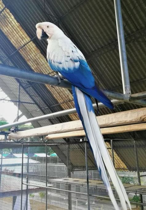 Parrot Pet, Parrots Art, Bird Aviary, Macaw Parrot, Tokio Revengers, Exotic Animals, Rare Animals, Pretty Animals, Parrot Bird