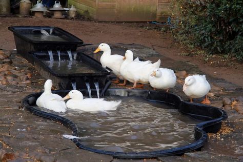 Backyard Duck Pond, Diy Duck Pond, Duck Pond Ideas, Pond With Waterfall, Duck Pens, Backyard Ducks, Pond Decorations, Duck Coop, Duck Farming