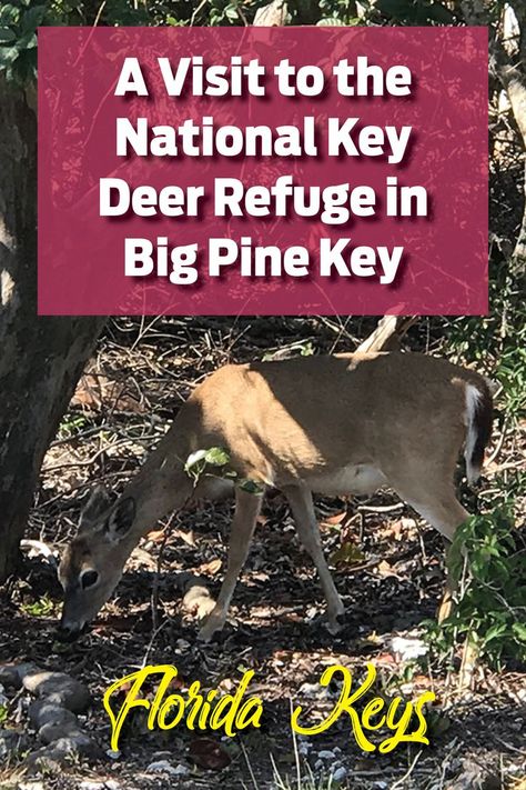 Established in 1957, the National Key Deer Refuge protects and preserves the national interest of the Key deer and other wildlife resources in the Florida Keys. Located in the lower Keys, the National Key Deer Refuge spans approximately 9,200 acres of land and is home to the Key deer. Big Pine Key Florida, Key Deer, Acres Of Land, Senior Trip, The Florida Keys, Florida Keys, Low Key, The National, Places To Go