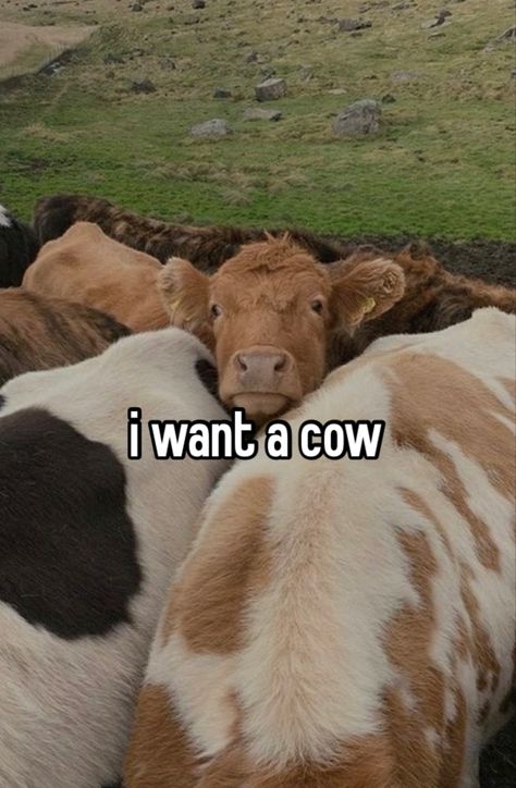 Pet Cows, Baby Farm Animals, Fluffy Cows, Cow Pictures, Baby Cows, Pretty Animals, Cute Animals Images, A Cow