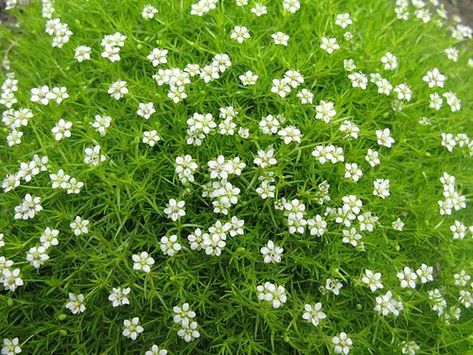 This beautiful groundcover spreads nicely around pavers and flower beds. It is also lovely when grown as a container plant and placed around porches or decks. Because this hardy plant is deer and wildlife resistant, this evergreen looks well kept and neat as a ground cover. Potato Famine, Moss Growing, Patio Blocks, Irish Garden, Moss Plant, Irish Moss, Root Cellar, Ground Covers, Plants Growing