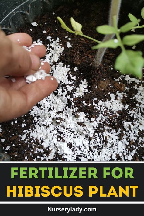 Good fertilizer for hibiscus plants, 
ideal fertilizer ratio, 
best hibiscus plant food, 
organic hibiscus fertilizer, 
balanced nutrient mix for hibiscus,
 top fertilizer for hibiscus blooms, 
recommended hibiscus plant feed, 
effective hibiscus fertilizer blend, 
optimal hibiscus plant nourishment, 
high-quality hibiscus soil amendment. Hibiscus Plant Care, Hibiscus Fertilizer, Hammock Area, Cactus Ideas, Hibiscus Care, Colorful Landscaping, Diy Fertilizer, Growing Hibiscus, Hibiscus Garden