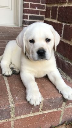 Labrador Noir, Black Labrador Retriever, Retriever Puppies, Labrador Retriever Puppies, Labrador Retrievers, Lab Puppies, Labrador Puppy, Labrador Dog, Labrador Retriever Dog