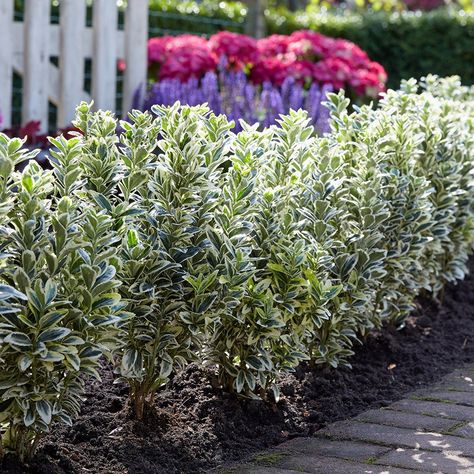 Euonymus Japonicus, Perennial Bulbs, Daffodil Bulbs, Patio Planters, Perennial Shrubs, Garden Parasols, Indoor Plant Care, Evergreen Plants, Ornamental Trees