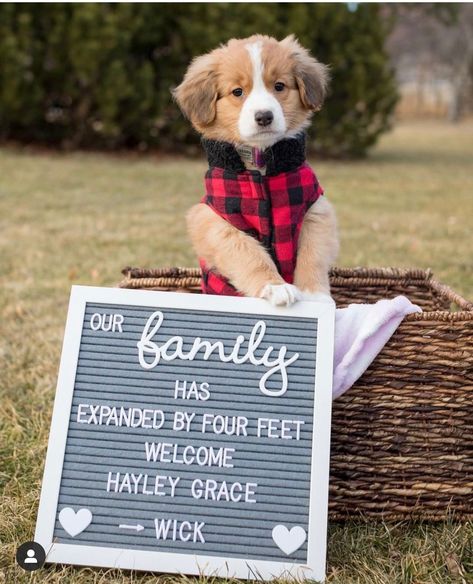 Puppy Welcome Home Pictures, Puppy Monthly Photo Ideas, New Puppy Photoshoot Ideas, Getting A Puppy Announcement, New Pet Announcement, Puppy Announcement Ideas, New Puppy Announcement, Pet Announcement, Puppy Announcement