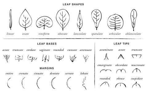 Describing plants in Herbal Materia Medica - Leaf shapes Medicinal Herbs Garden, Herbs Garden, Plant Mama, Herbal Plants, Descriptive Words, Herbal Healing, Family Trees, Different Plants, Simple Words