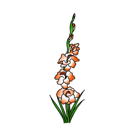 How To Draw Gladiolus Flower Step By Step, How To Draw Gladiolus, Gladiolus Flower Drawing, Gladiolus Flower Tattoos, Draw A Sunflower, White Narcissus, Easy Drawing Guides, Hyacinth Flowers, Easy Flower Drawings