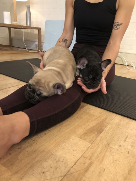 Puppy Yoga Aesthetic, Puppy Yoga, Puppy Yoga London, Dog Meditating, Yoga With Dog, Down Dog Yoga, Down Dog Yoga Pose, Japan Summer, Yoga Aesthetic