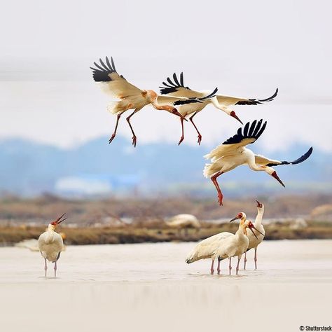 Siberian Crane Birds, Siberian Crane, Crane Bird, Bird Species, Animal Kingdom, Russia, Art Inspiration, Birds, China