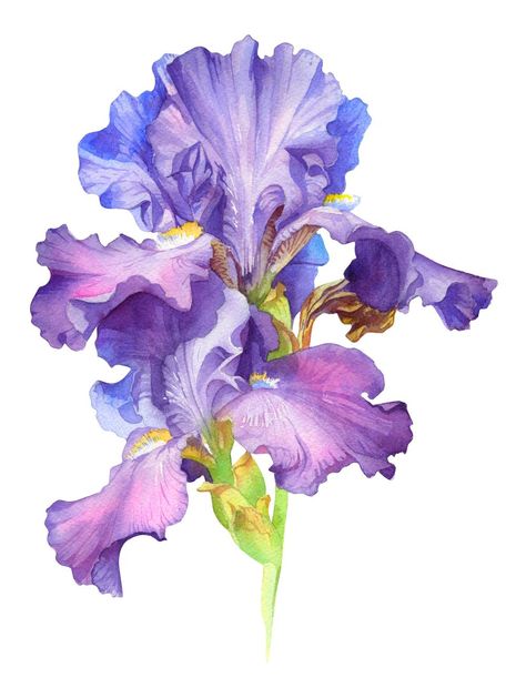 (5) Watercolor Iris: Pro Techniques Explained | Anna Bucciarelli | Skillshare Iris Flower Tattoo, Watercolor Iris, Iris Art, Iris Painting, Watercolor Flowers Tutorial, Watercolor Flower Art, Watercolor Painting Techniques, Botanical Painting, Iris Flowers