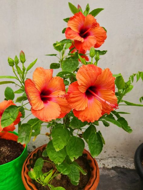 Tips to Care Hibiscus Plant - Voice of Plant Hibiscus Plant, Sweet Flowers, Health And Vitality, Koh Tao, Organic Matter, Hibiscus Flowers, Pest Control, Tao, Hibiscus