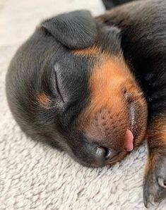 Doxie Dogs, Weenie Dogs, Dachshund Puppies, Dachshund Puppy, Dachshund Love, Cute Dogs And Puppies, So Funny, Cute Animal Photos, Puppy Pictures