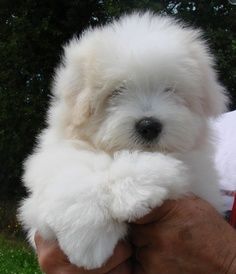 Cotton De Tulear, Coton De Tulear Puppy, Coton De Tulear Dogs, Havanese Puppy, Breeds Of Dogs, Havanese Puppies, Coton De Tulear, Havanese Dogs, Bear Dog