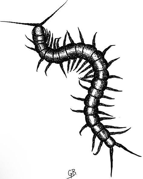 Taranchula Tattoo, Centipede Illustration Vintage, Skusta Clee Tattoo, Blackwork Centipede Tattoo, Centipede Drawing Reference, Tattoo Ideas Centipede, Cenapead Tattoo, Centipede Hand Tattoo, Centipede Knee Tattoo