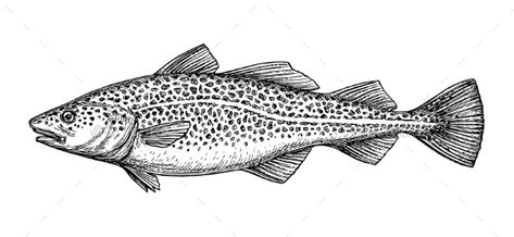 Ink Sketch of Cod Fish Woodcut Printing, Fish Sketch, Black Cod, Fish Graphic, Fish Illustration, Cod Fish, Hand Drawn Vector Illustrations, Fish Drawings, Wood Carving Patterns