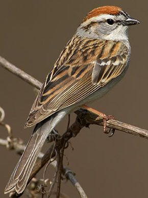 Sparrow Flying, Chipping Sparrow, Sparrow Tattoo, Sparrows, Hell Yeah, Birdhouse, Art Class, Beautiful Birds, Bird Houses