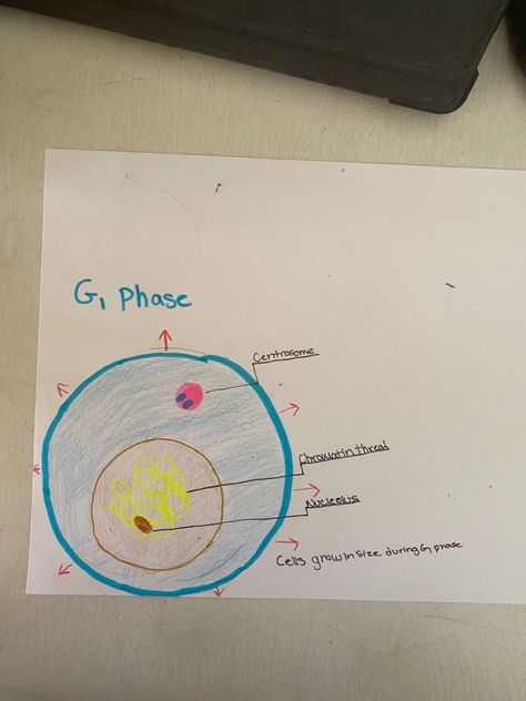 This phase starts right after the previous cell division and is where the cells grow in size and there are new proteins and RNA. This is just the start of it Cells, there is way more to go G1 Phase, Cycle Drawing, Cell Cycle, Cell Division, The Cell, The Start, Division, Science, Quick Saves