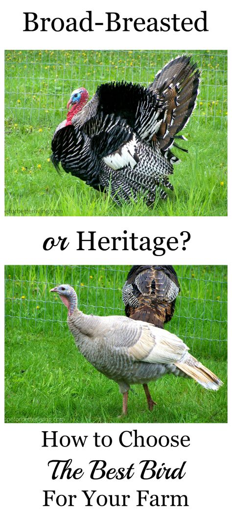 Pocket Community, Turkey Breeds, Raising Turkeys, Turkey Farm, Community Ideas, Meat Birds, Hobby Farming, Raising Farm Animals, Future Farms