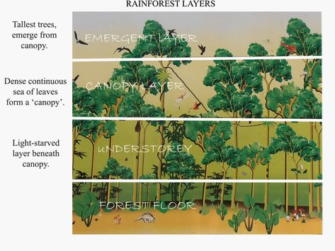 Rainforest Layers, Nature Lessons, Types Of Forests, Rainforest Trees, Rainforest Habitat, Rainforest Plants, Rainforest Animals, Temperate Rainforest, Our Universe