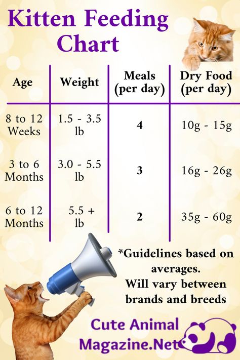 Cat Food Chart, Kitten Feeding Chart, Kitten Food Schedule, First Kitten Checklist, First Cat Checklist, New Kitten Checklist, New Cat Checklist, Kitten Items, Cat Feeding Chart