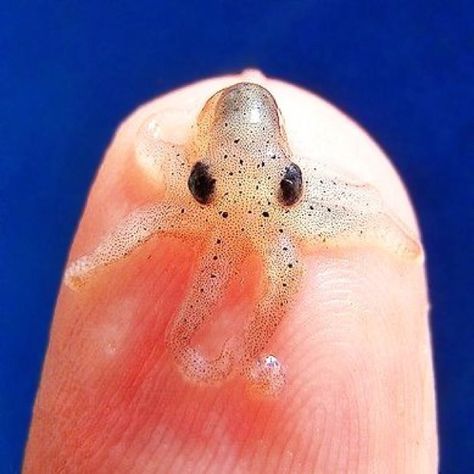 Tiniest Octopus | Tiniest octopus? | aNiMaLs | Pinterest Tiny Octopus, Bernese Puppy, Tiny Things, Animals Cute, Ocean Life, Sea Animals, Cute Little Animals, Cute Funny Animals, Sea Life