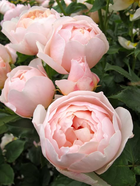 ‘The Shepherdess’ | David Austin English Rose. Austin, 2007. | Flickr - @ Susan Rushton Austin Rose, Shrub Roses, Have Inspiration, David Austin Roses, The Secret Garden, David Austin, English Roses, English Garden, Flower Beauty