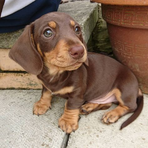 Cute dachshund puppy... If you love dachshunds, visit our blog to find the best products and accessories for hounds and #doglovers. #dachshundcentral #dachshund #cute #sausagedog #doxie #puppy #dachshundpuppy #dappledachshund  📸 credits ig@schmitt.happenss Long Haired Mini Dachshund, Mini Dachshund Full Grown, Brown Mini Daschund, Dachshund Dog Sweaters, Dachshund Facts, Daschund Puppies, Red Long Haired Mini Dachshund, Brown Dachshund, Doxie Puppies