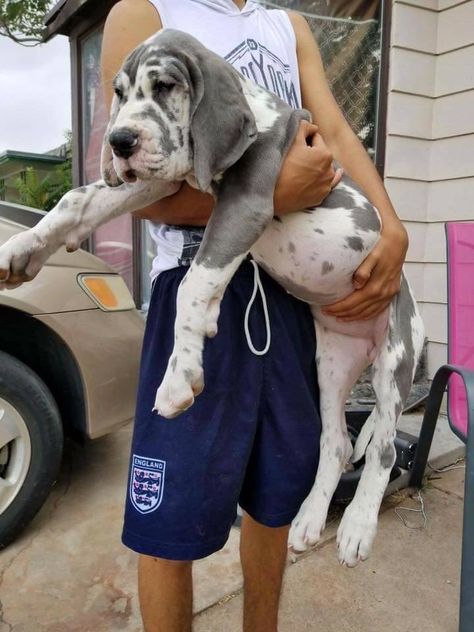 Baby European Great Dane, Baby Great Dane, Cute Great Dane, Great Dane Funny, Great Dane Puppies, Cute Dog Costumes, Dane Puppies, Great Danes, Great Dane Puppy