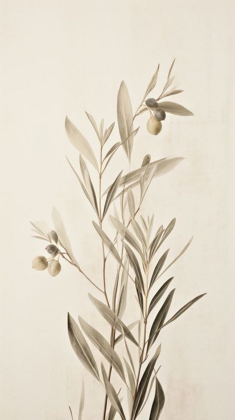 Pressed olive plant wallpaper painting drawing sketch. | premium image by rawpixel.com / Bew Olive Color Wallpaper, Olive Sketch, Olive Branch Wallpaper, Olive Branch Art, Olive Wallpaper, Colorful Walls, Story Wallpaper, Wallpaper Painting, Olive Plant