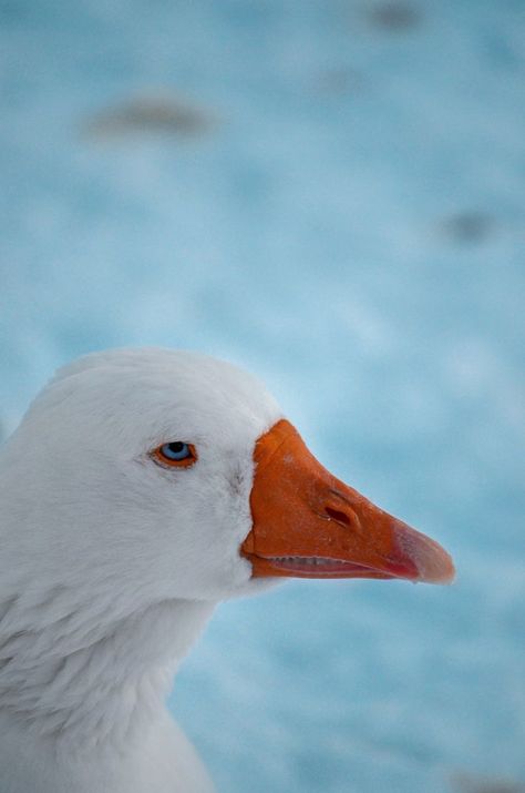 A snow goose (Anser caerulescens) stands in front of the cold blue background of winter snow. Photo by Daniel G. Snow Goose, Winter Snow, Blue Background, Blue Backgrounds, Birds, Animals, Blue