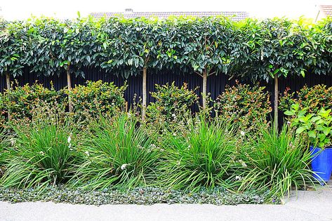 Hedges Privacy, Sweet Viburnum, Portuguese Laurel, Hedge Garden Design, Privacy Planting, Hedge Garden, Laurel Hedge, Beautiful Gardens Landscape, Classic Landscape