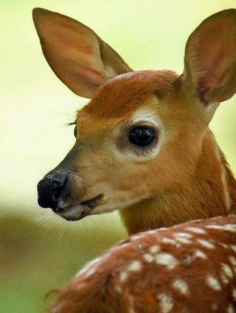 Deer Photography Forests, Deer Reference Photo, Reference Photos Animals, Hirsch Tattoo Frau, Fawn Photography, Felted Deer, Deer Portrait, Deer Face, Animal Photography Wildlife