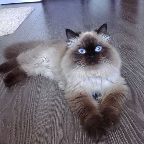 14 Things You Should Know About a Balinese Cat | Page 2 of 3 | PetPress Types Of Siamese Cats, Balinese Cat Aesthetic, Siamese Cats Long Haired, Ragdoll Cat Breeders, Himalayan Cats, Himalayan Kitten, Balinese Cat, Beautiful Cat Breeds, Himalayan Cat