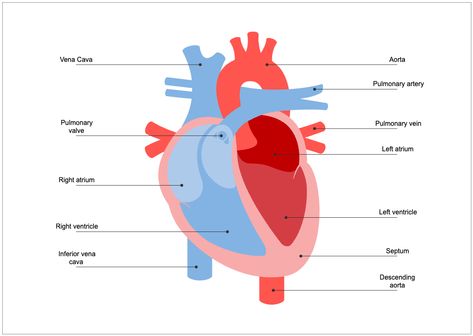 The Human Heart Diagram depicts the various components of the human heart, which are responsible for pumping blood throughout the body. The diagram shows the heart's four chambers, including the right atrium, left atrium, right ventricle, and left ventricle, as well as the valves that control blood flow between the chambers. The diagram also includes the major blood vessels that enter and exit the heart, including the superior and inferior vena cava, pulmonary artery, and pulmonary veins. Simple Heart Diagram, Heart Chambers, Human Heart Diagram, Human Heart Drawing, Matrix Multiplication, Science Diagrams, Heart Diagram, Free Ppt Template, Body Diagram