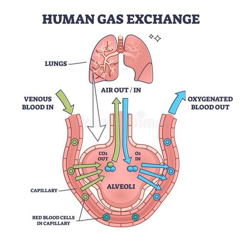 Human gas exchange system with blood oxygen circulation outline diagram. Labeled educational scheme with venous red cells in and oxygenated out vector stock illustration Gas Exchange Respiratory System, Gas Exchange, College Photo, Body Human, Human Lungs, Poor Circulation, Diagram Design, Thai Massage, Respiratory System