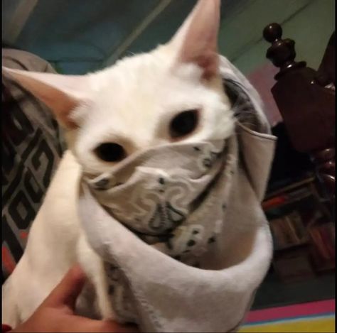 gangsh1t Cat Gangster, Gangster Cat