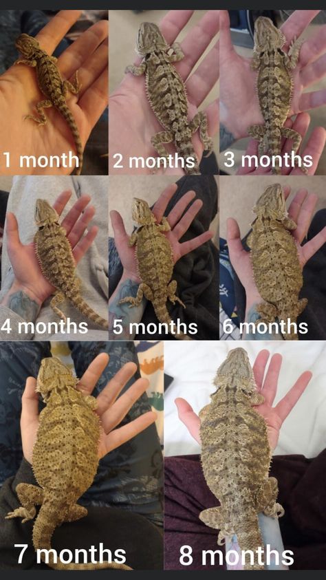 Bearded Dragon Growth Chart, Bearded Dragon Christmas Tank, Bearded Dragon Age Size Chart, Bearded Dragon Wallpaper Iphone, Beginner Reptiles Pets, Blue Bearded Dragon, Bearded Dragon 40 Gallon Tank Setup, Types Of Bearded Dragons, Bearded Dragon Care Guide