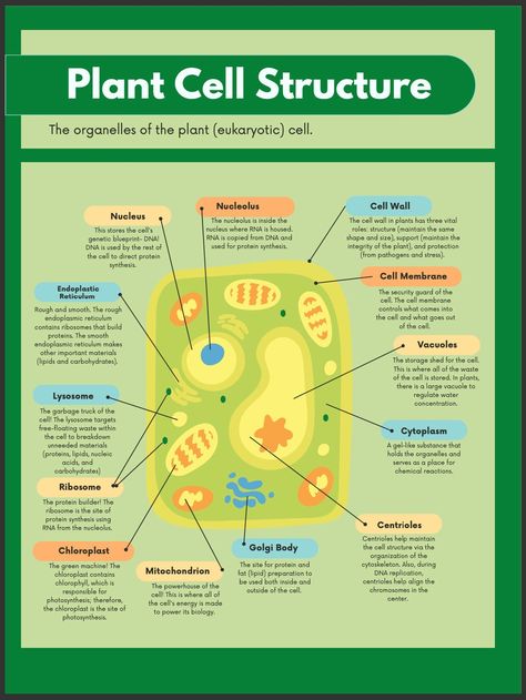 Plant Cell Diagram Labeled, Cell Organelles Diagram, Plant Cell Notes, Cell Organelles Functions, Biology Poster Ideas, Plant Cell Functions, Plant Cell Organelles, Plant Cell Labeled, Cell Poster