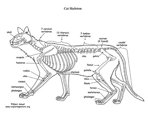 Cat Paw Anatomy, Cat Diagram, Skeleton Diagram, Skeletal Anatomy, Sketch Anatomy, Animal Biology, Skeleton Sketch, Feline Anatomy, Anatomy Images