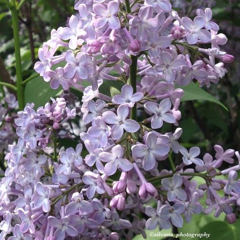 silvana_photography on Instagram: “💜Syringa lilac.💜 • • • • #silvana_photography #flowersmagic #flowerlove #fever_flowers #my_daily_flower #ok_myflowers #lilacflowers…” White And Lilac Aesthetic, Lilac Aesthetic Flowers, Lilacs Flowers Aesthetic, Ethereal Core, Lilac Aesthetic, White Plants, Plant Aesthetic, Lilac Flowers, Lilac Color