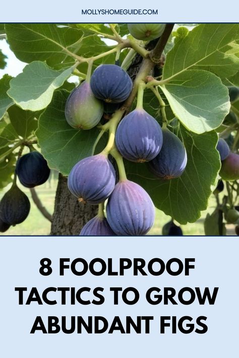 Discover the ultimate guide on how to grow figs in your own backyard. Learn the best practices for cultivating delicious, sweet figs right at home. From choosing the perfect location to proper watering and pruning techniques, this comprehensive guide covers everything you need to know to successfully grow fig trees. Whether you're a seasoned gardener or just starting out, these step-by-step tips will help you achieve a bountiful fig harvest. Espalier Fig Tree, Fruit Guild, Growing Figs, Fig Fruit Tree, Growing Fig Trees, Fig Tree Plant, Bush Garden, Garden Fruit, Fig Trees