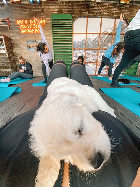 The best and only way I'll be exercising from this moment forward... with puppies! Puppy Yoga, Emily Jane, Golden Retriever Puppy, Retriever Puppy, Printed T Shirts, Winter Aesthetic, I Know It, European Travel, This Moment