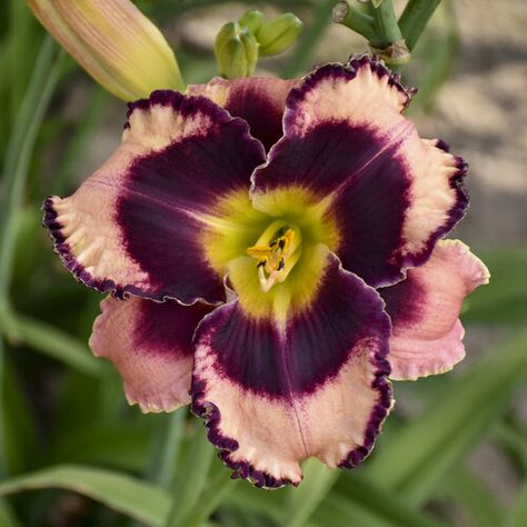 Reblooming Daylilies, Root Plants, Mauve Flowers, Black Walnut Tree, Plant Zones, Purple Plants, Light Mauve, Sun Perennials, Shade Flowers