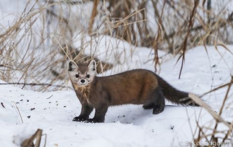 American Pine Marten, Pine Martens, Pine Martin, American Marten, St Louis County, Speculative Biology, Pine Marten, North American Wildlife, Reference Board