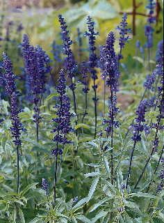 Blue Salvia, Salvia Plants, Perennial Vegetables, Plant Tags, Clay Soil, Flower Spike, Heirloom Seeds, Garden Lovers, Perennial Plants