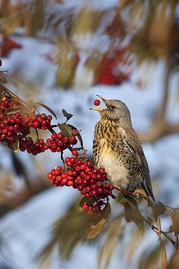 <3 Despite waiting for a shot like this, you have to know the photographer's heart nearly skipped a beat when he actually got this. Wow! Bird Sitting, Winter Beauty, Pretty Birds, Alam Yang Indah, Birds Of Paradise, Birdhouse, Winter Scenes, Bird Watching, Bird Feathers