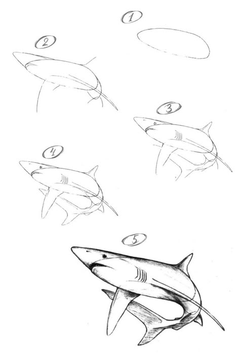 How to draw a blue shark with a pencil step-by-step tutorial. #drawing #drawings #drawingsketch #drawingart #drawingtutorial #drawingtutorials #learndrawing #tutorialdrawing #pencildrawing #pencilsketch #pencilart #drawinganimals #shark #blueshark #oceananimals How To Draw A Lemon Shark, How To Draw Sea Creatures Step By Step, Blacktip Reef Shark Drawing, Shark Sketch Easy, Blue Shark Drawing, How To Draw A Shark Step By Step, Shark Sketch Drawing, Whale Shark Drawing Sketches, Thresher Shark Drawing