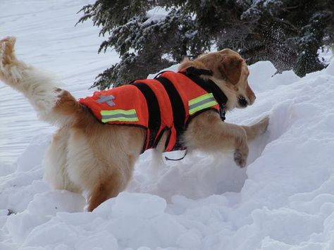 Search Dog, Dog Snow, Search And Rescue Dogs, Military Working Dogs, Military Dog, Foster Dog, Super Cute Puppies, Military Dogs, Dog Shirts