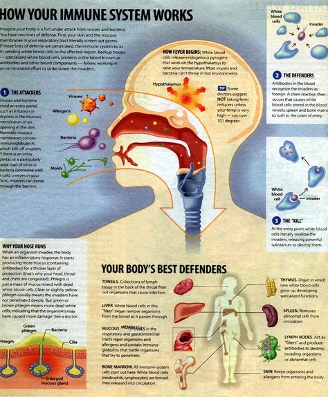 Immune System Anatomy And Physiology, Immune System Picture, Immune System Poster, Immune System Illustration, Immune System Notes, Immune System Nursing, Hiv Symptoms, Biology Anatomy, Immune Deficiency